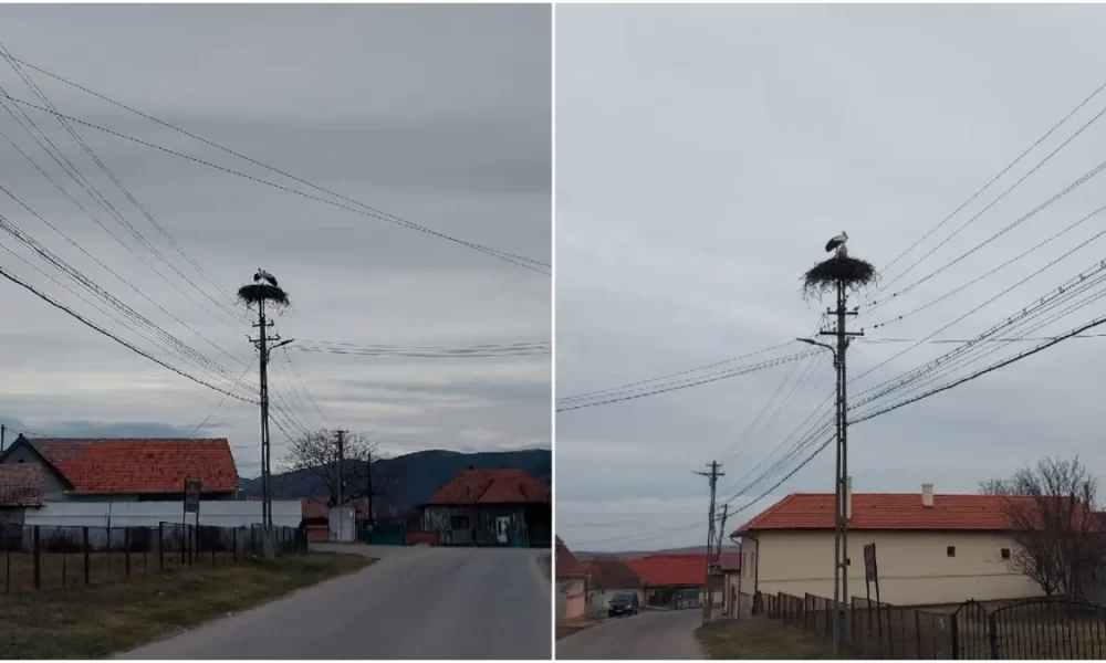 Berzele au revenit în Alba: Primăvara soseste la Cricău! Berzele au revenit în Alba: Primăvara soseste la Cricău!