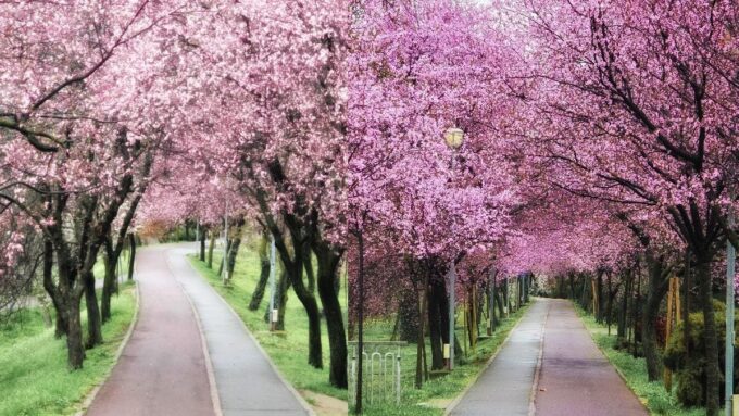 Descoperă „Tunelul iubirii” din Timișoara: o grădină înflorită!